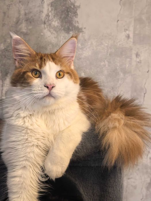 Kot  Maine Coon do hodowli