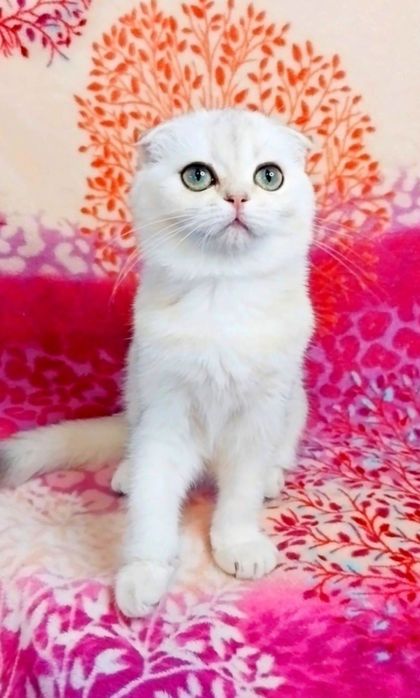 Золотко дівчинка Чудо шотландочка