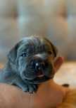 Piękna suczka Cane Corso ZKwP