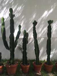 Vendo Cactos Euphorbia