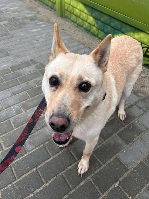 pies do adopcji w typie labka