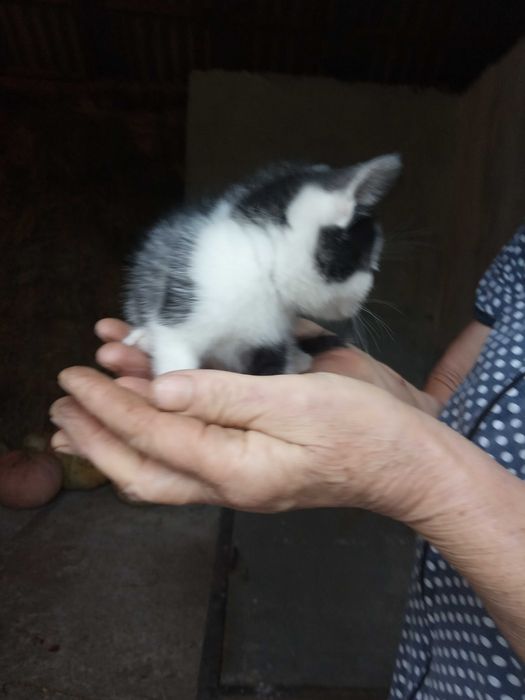 Кошенята бездомні