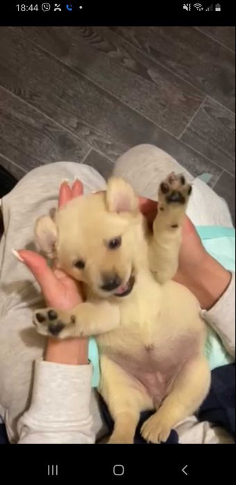Цуценята тільки в добрі ручки метиса лабрадора