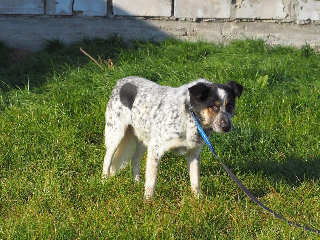 PIRAT cudowny łagodny psiak kochający ludzi szuka PILNIE dobrego domku