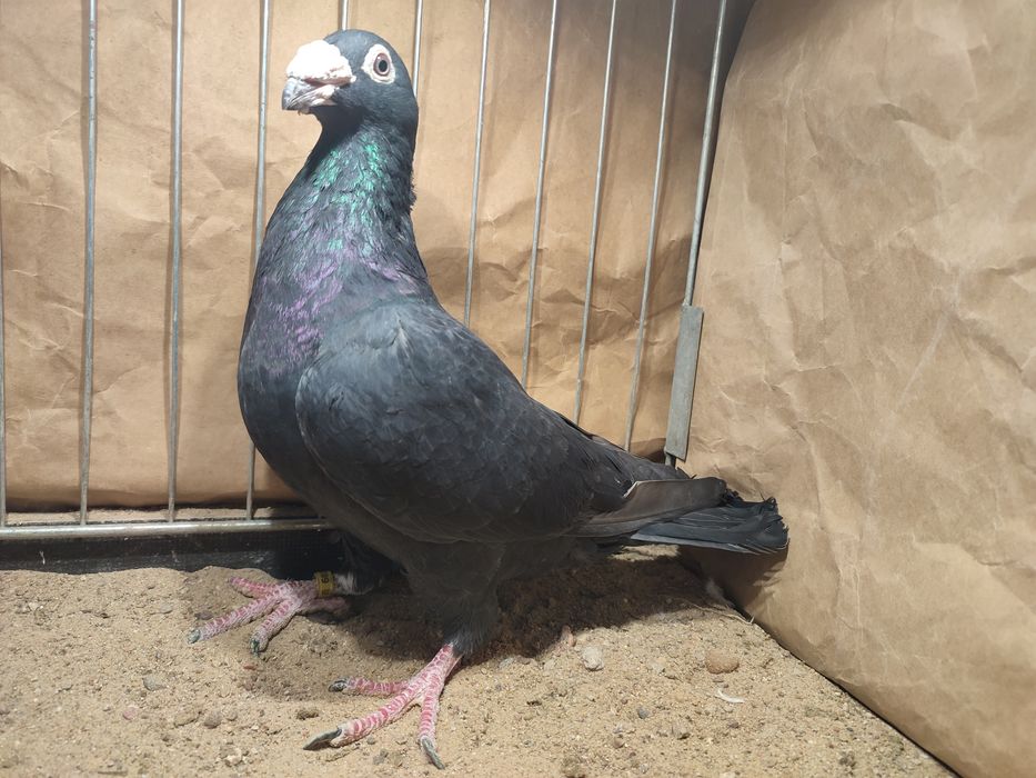 Pocztowe staropolskie czarne tygrysy