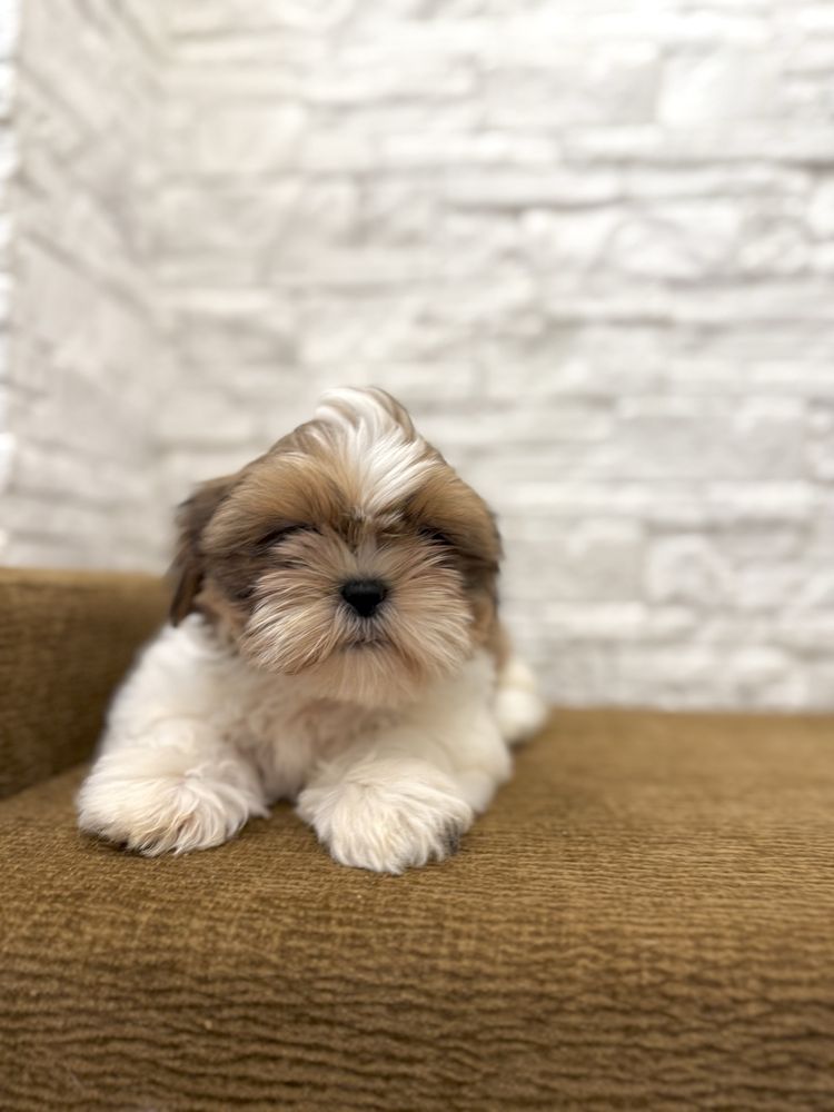 Shih tzu FCI suczka