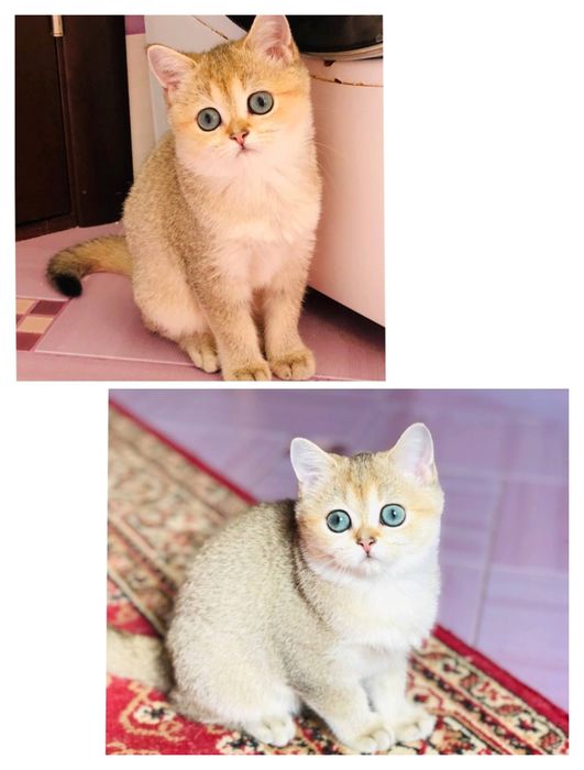 Нежный ,ласковый,золотой мальчик. Купить в Киеве в Украине.