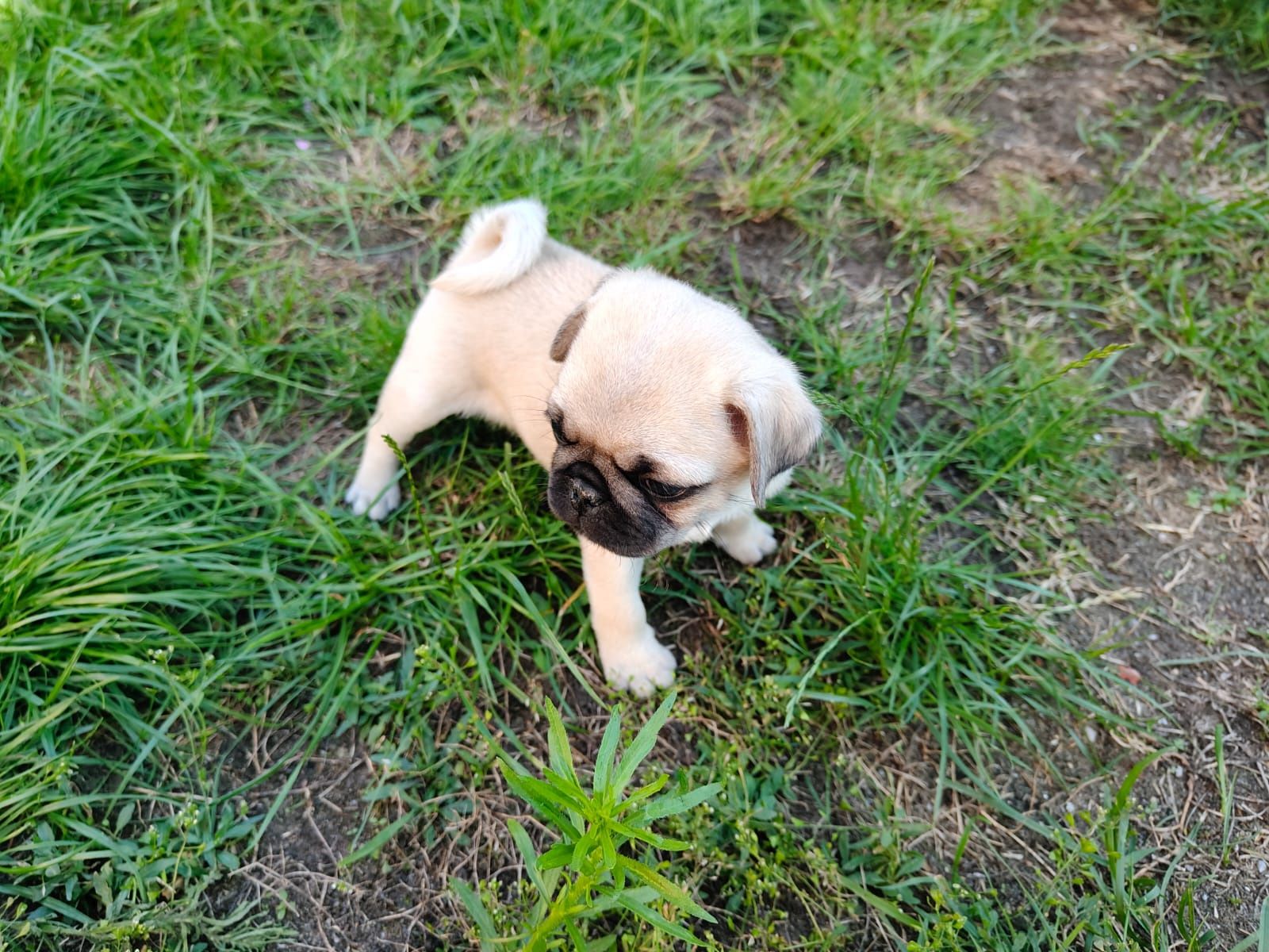 Mops szczeniak z rodowodem, rasowy