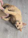 Do adopcji od zaraz kocurek Timi