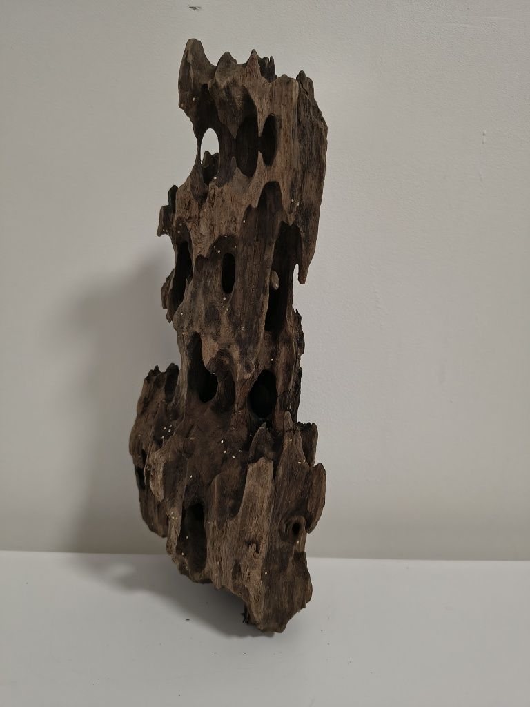 (1) korzeń dragonwood 954g
