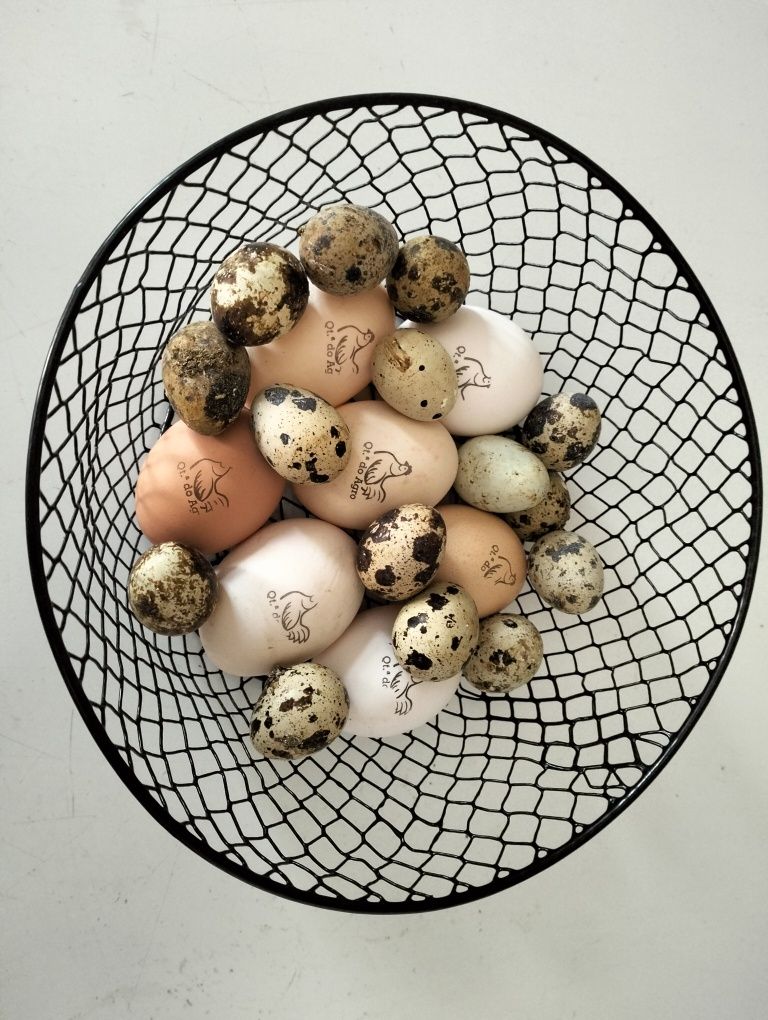 Ovos de galinhas