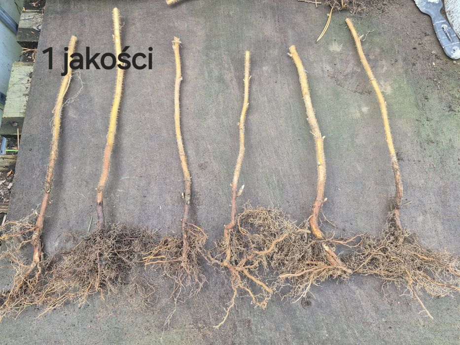 Sadzonka Malina golden queen