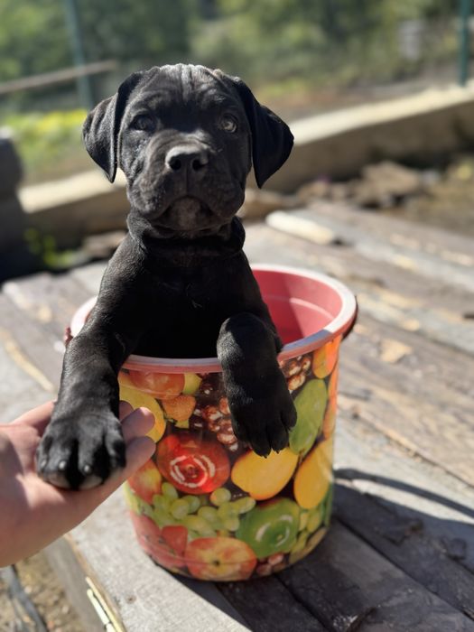 Кане Корсо 2 місяці