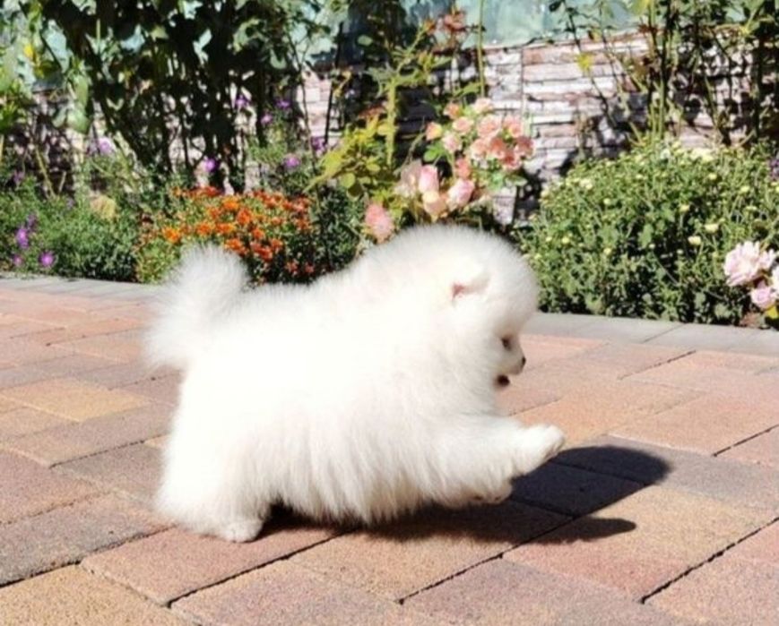 Лапусики мини мини