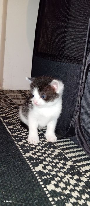 Kotki szukają domów