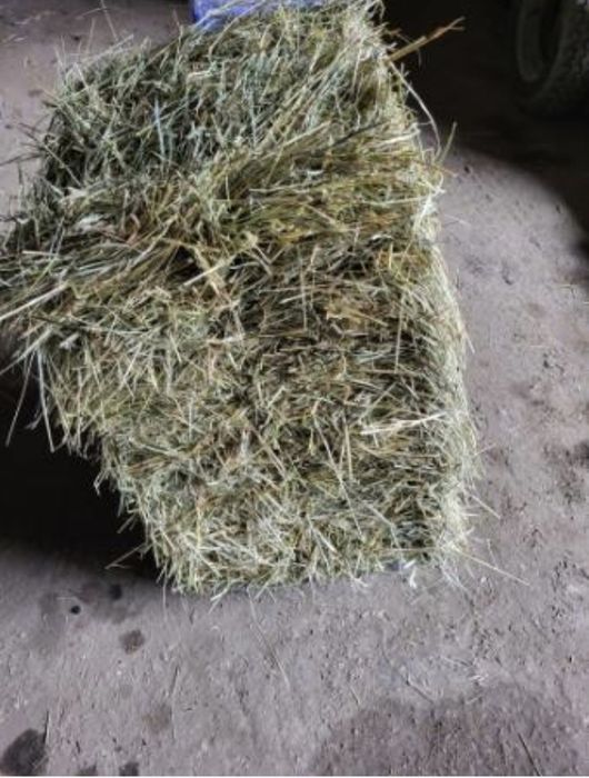 Suche i pachnące siano 2025