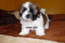 Shih Tzu, suczka Suzi do odbioru od 19 lipca.
