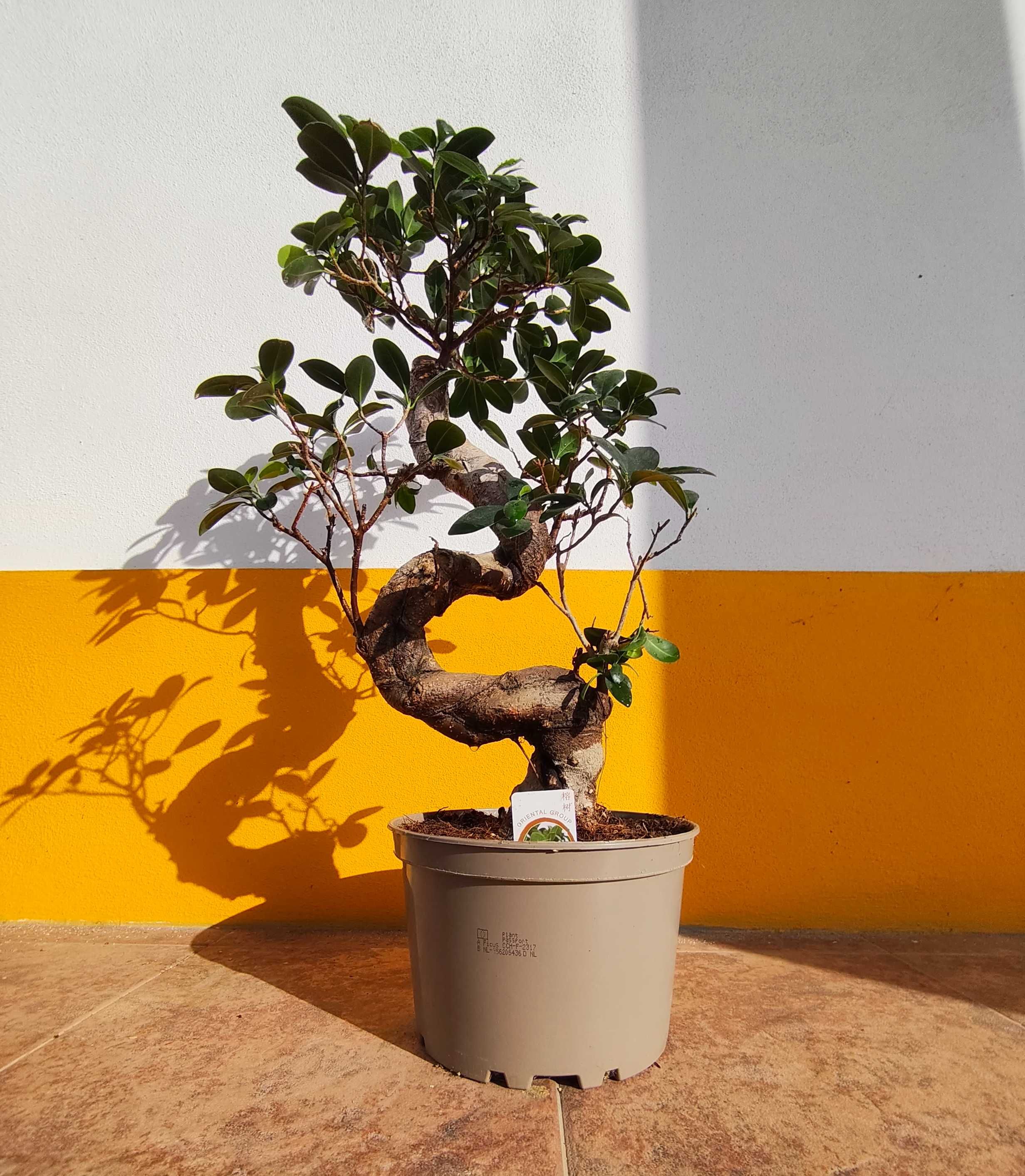 Bonsai FICUS M. Ginseng