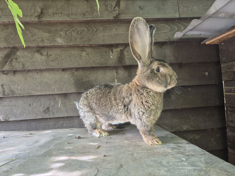 Sprzedam piekne samiczki srokacza