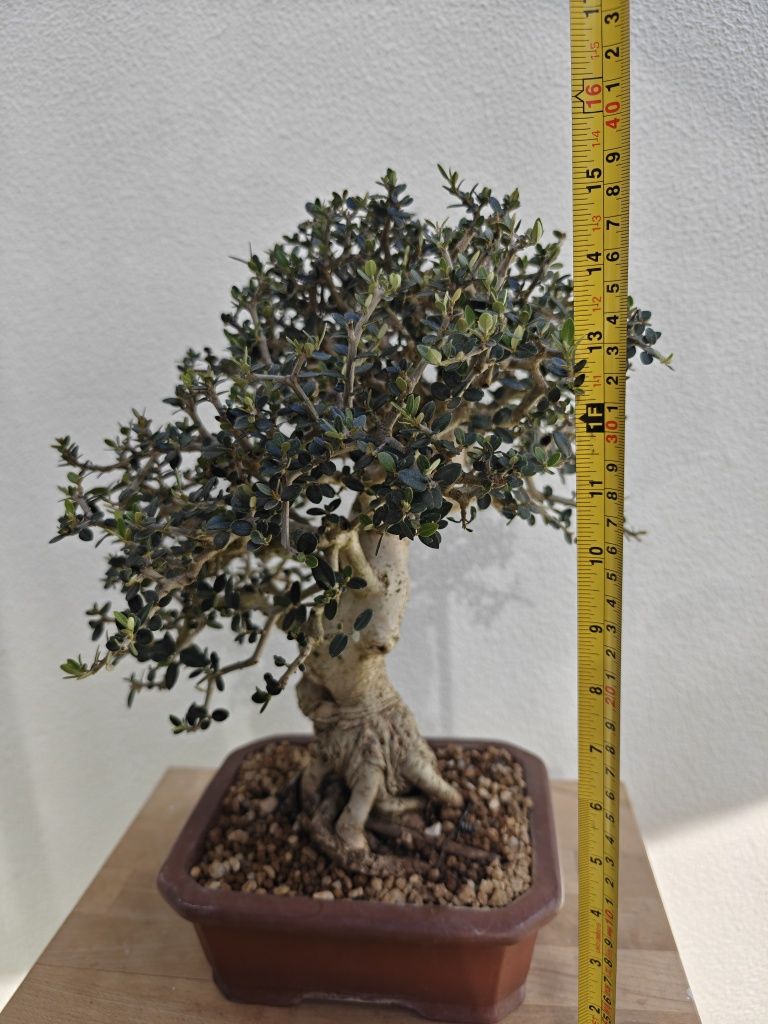 Bonsai de Oliveira 

- Espécie: Olea europaea 'sylvestris'
- Tamanho:
