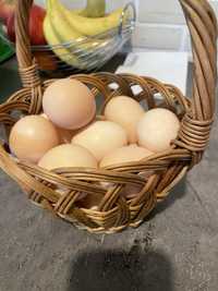 Jajka kurze jaja
