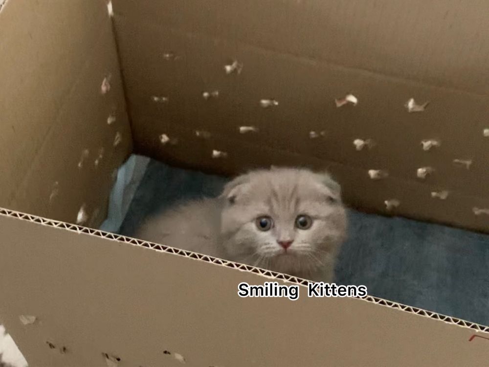 Кошенята рожевого відтінку