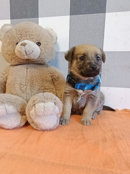 Miki psie dziecko szuka kochającej rodziny