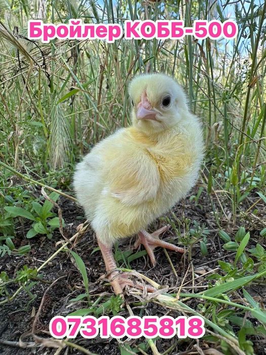 Бройлер Бройлеры Мастер Грей Редбро Іспанка Курчата Цыплята Несушка