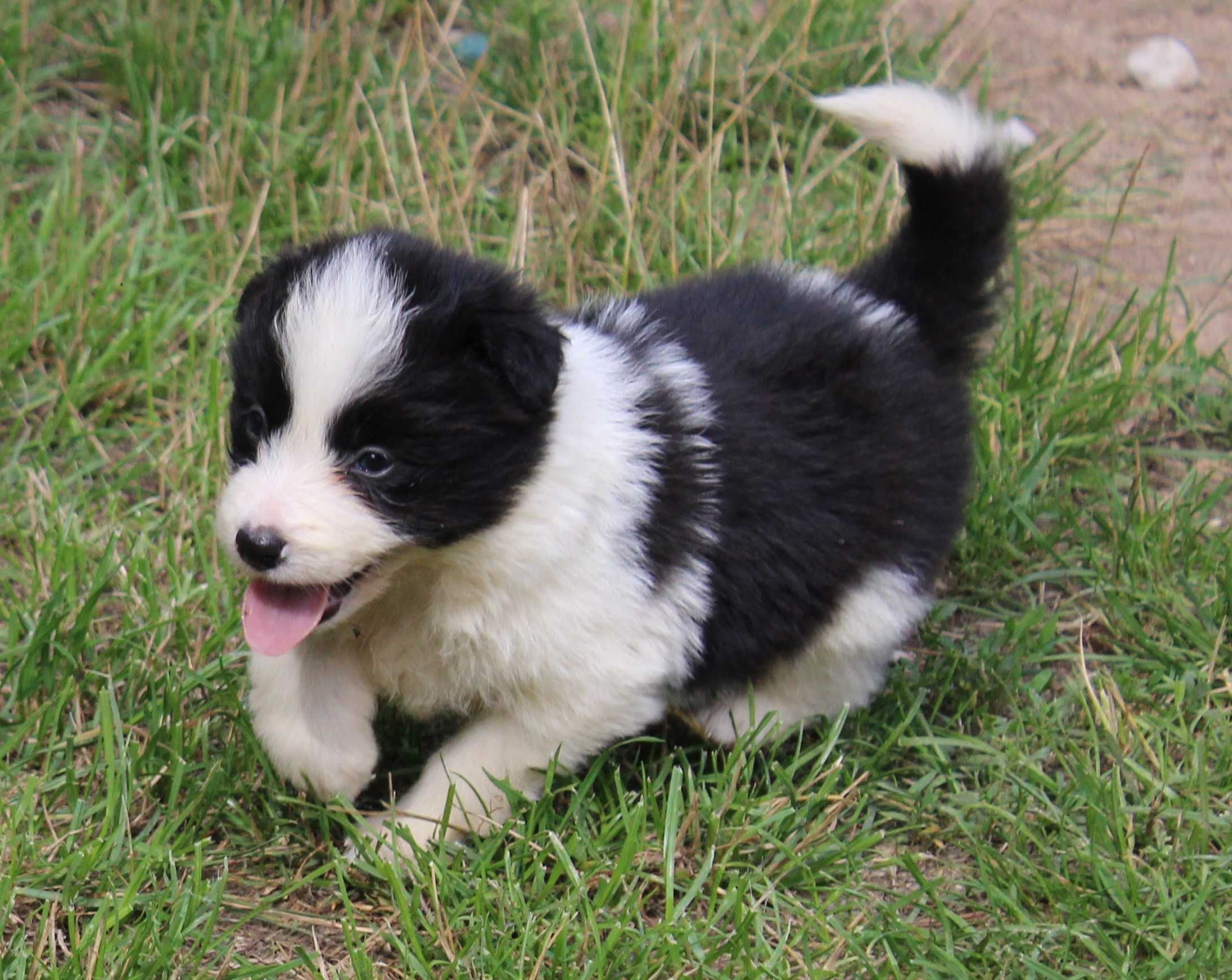Suczka Border Collie ZKwP/FCI