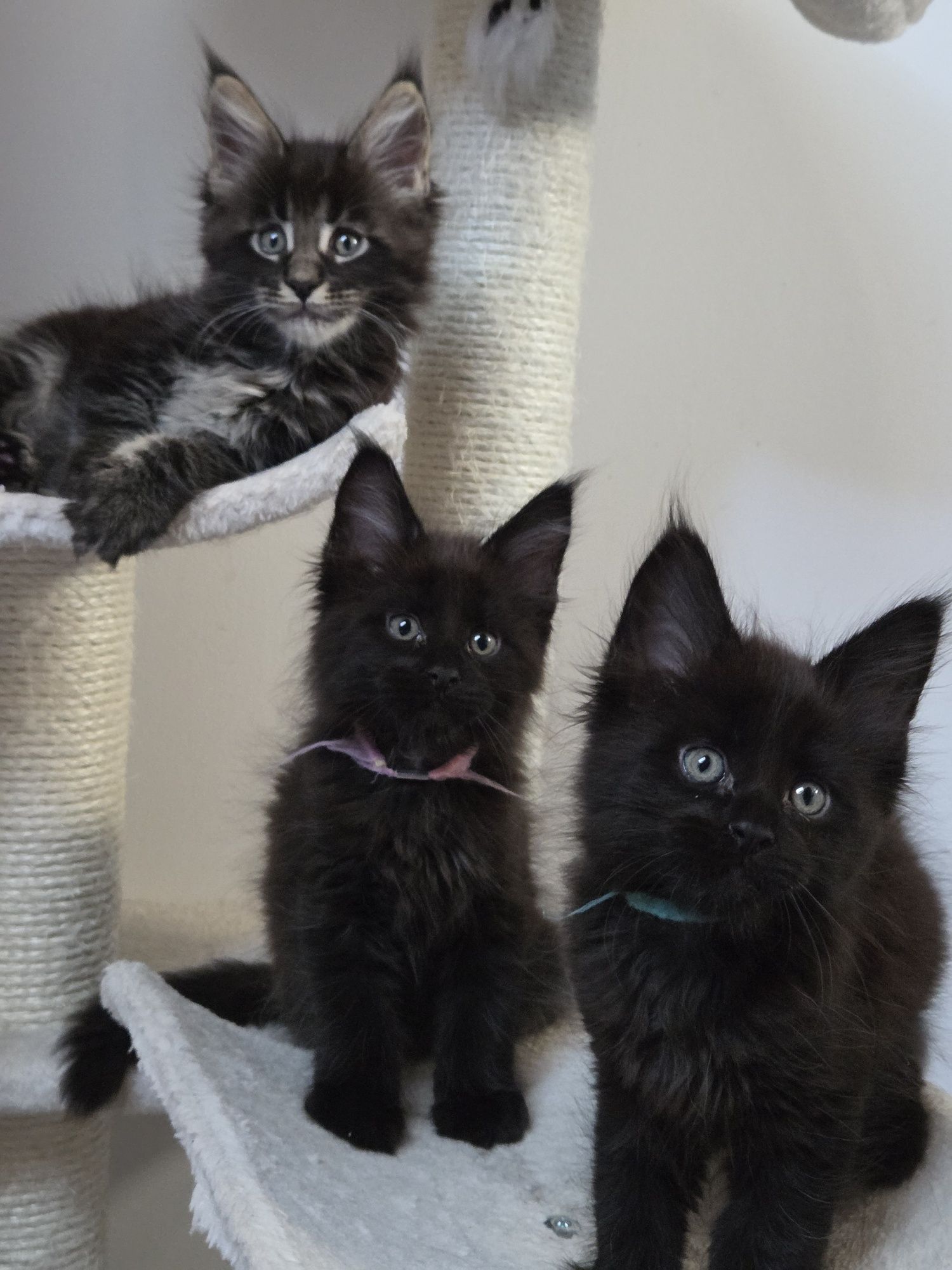 Kocurek Maine Coon FPL