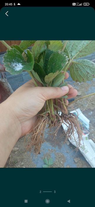 Sadzonki truskawek 6 odmian