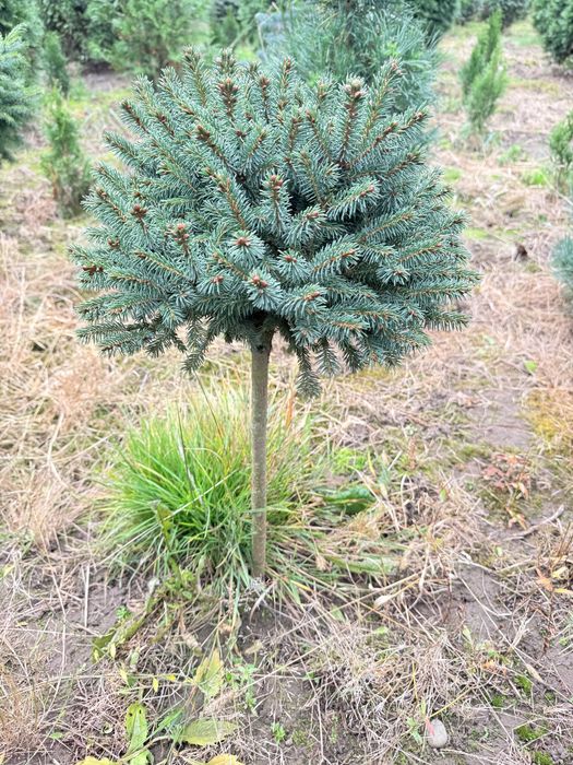 Ялинка блакитна, ауреаспіката, ялина голуба, штамбова сосна ялина