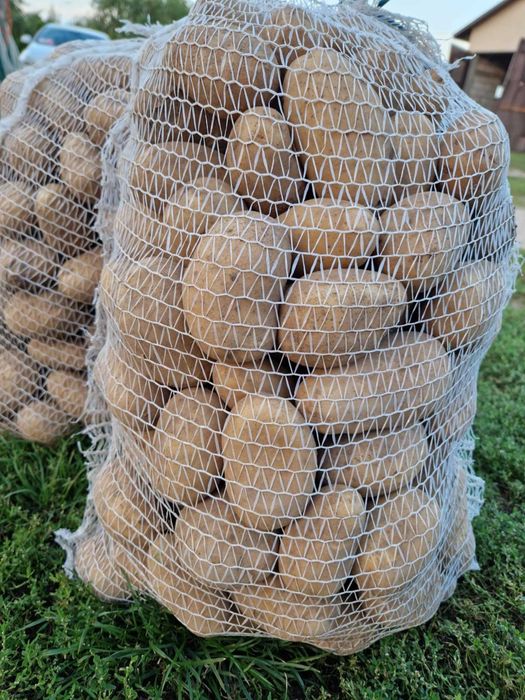 Ziemniaki rudolph i catania