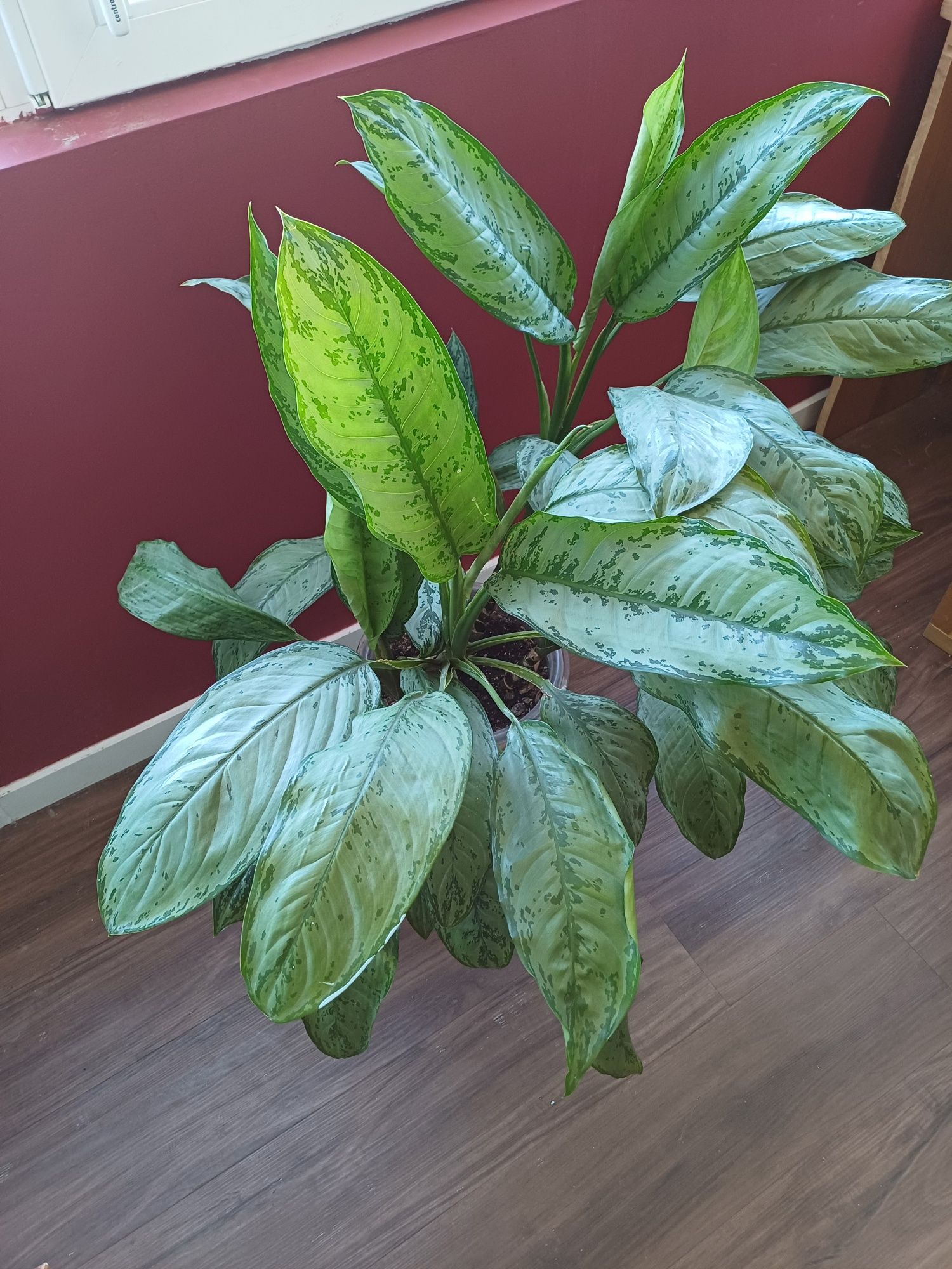 Planta - Aglaonema com vaso cerâmico