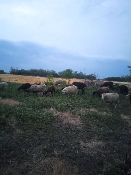 Вівці  черкаська обл.