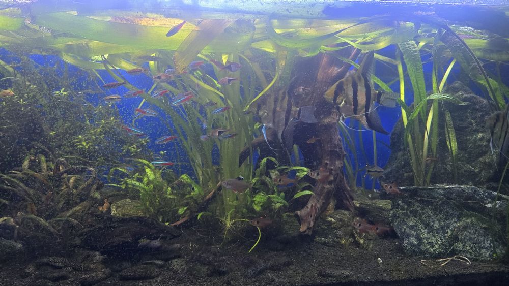 Likwidacja Ryby oraz rośliny