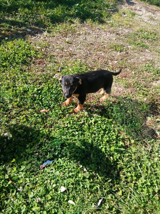 Подаруєм чудових собак метиси