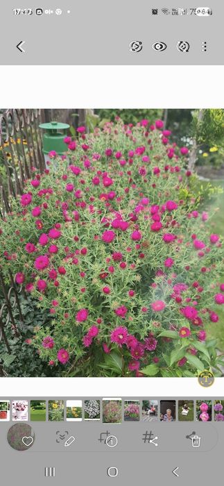 Różowe I białe marcinki dla p.Kasi