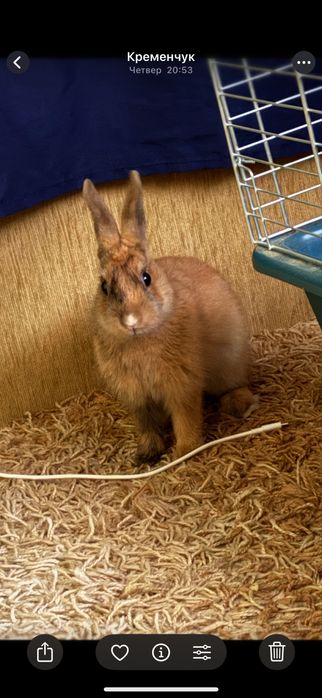 Кролики домашние декоративные, мини малыши