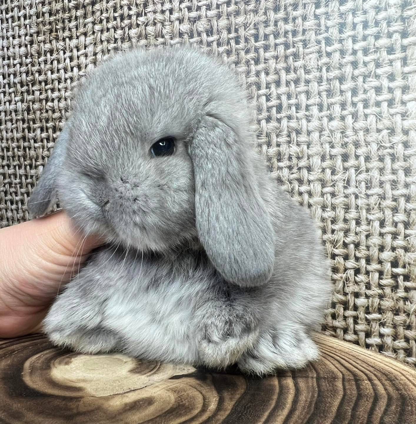 Mini lop zarejestrowana hodowla