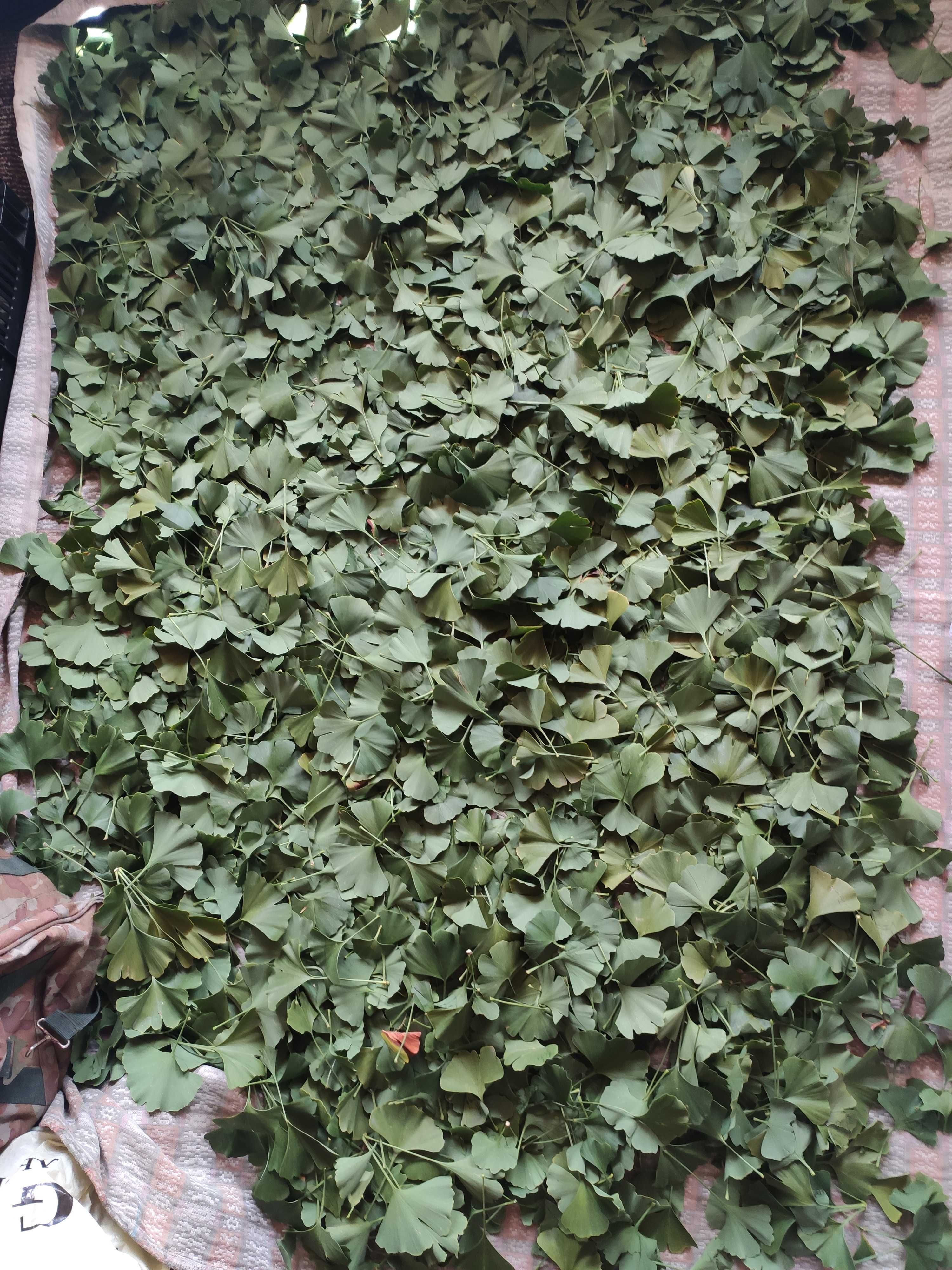 Гінкго Білоба (гинкго билоба), листя зірване зеленим і сушене в тіні