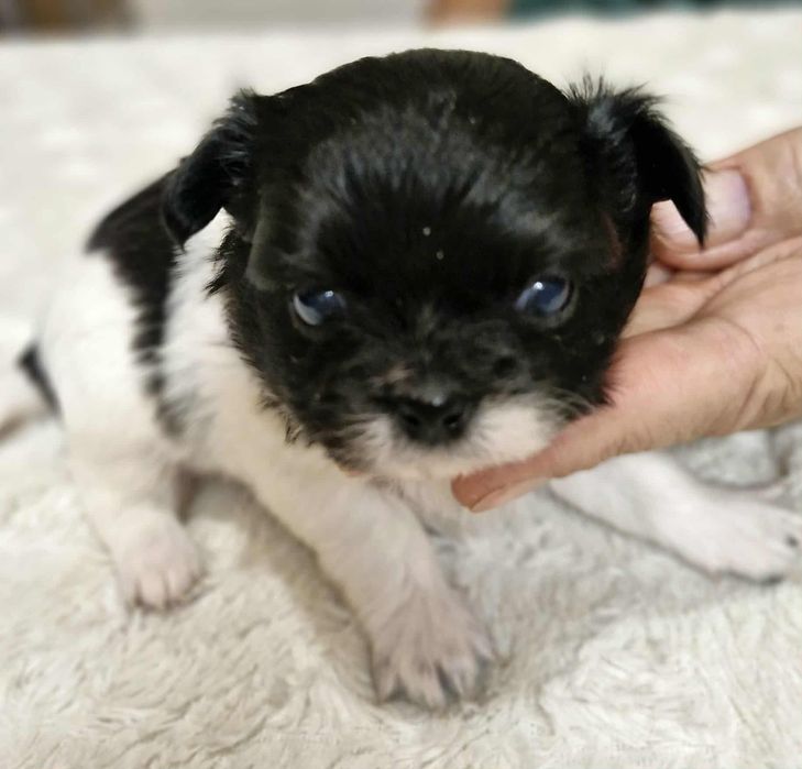 Chihuahua długowłosa Wifi