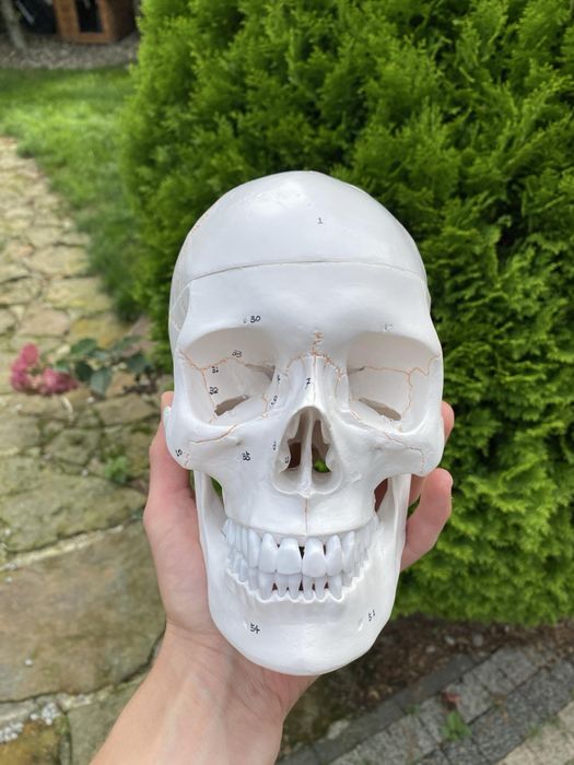 Model anatomiczny czaszki! Jak NOWA