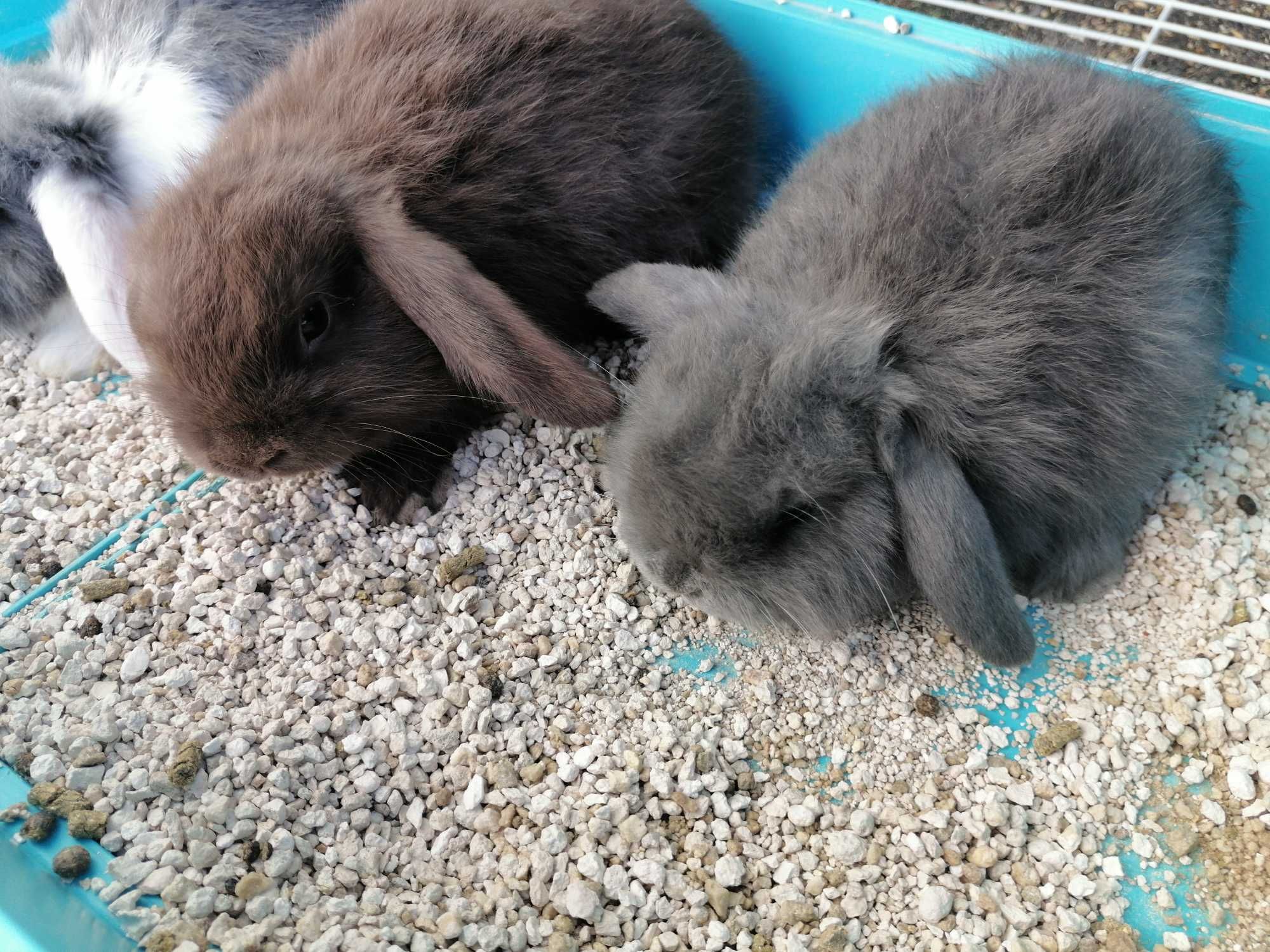 Vendo kit coelhos anões orelhudos