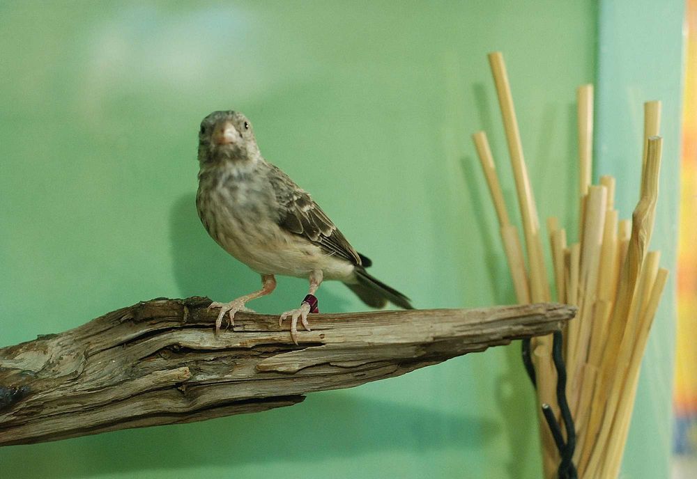 szare śpiewaki samce - szary śpiewak