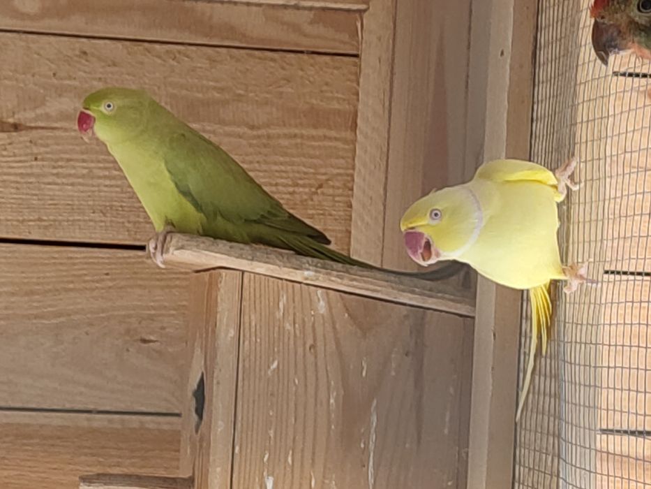 Likwidacja hodowli papug Aleksandrety nimfy