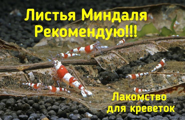 Мох Сингапур, Креветки кристал