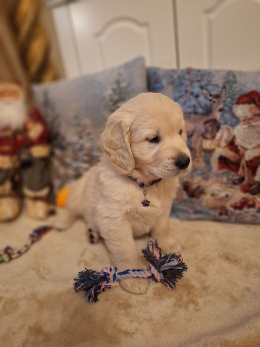 Piękny piesek Golden retriever