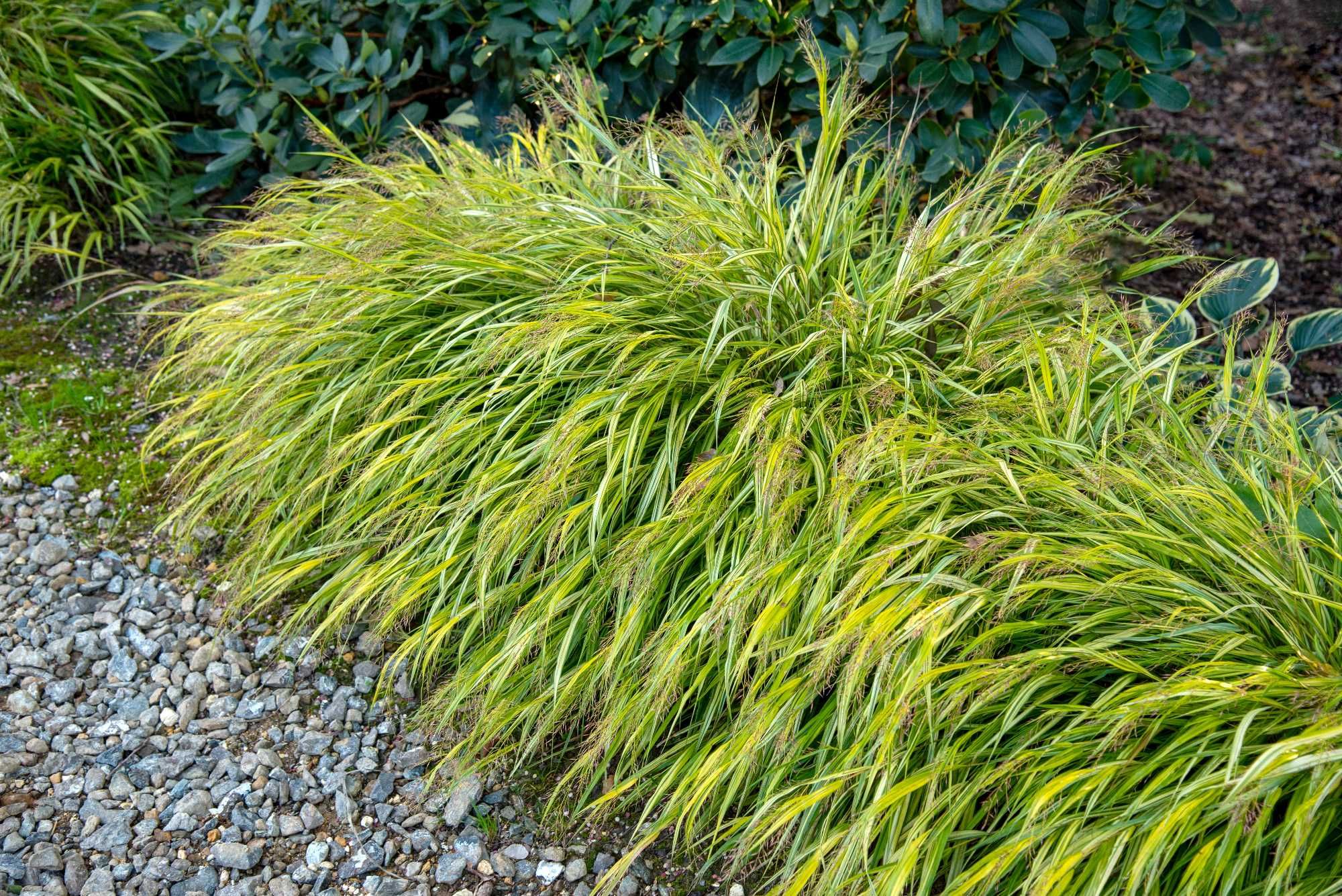 Hakonechloa różne odmiany