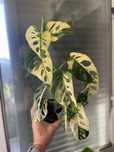Planta Monstera adansonii variagata